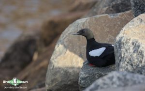 Iceland birding tours