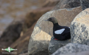 Svalbard birding cruise