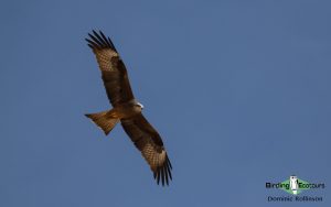 Andalusia birding tour