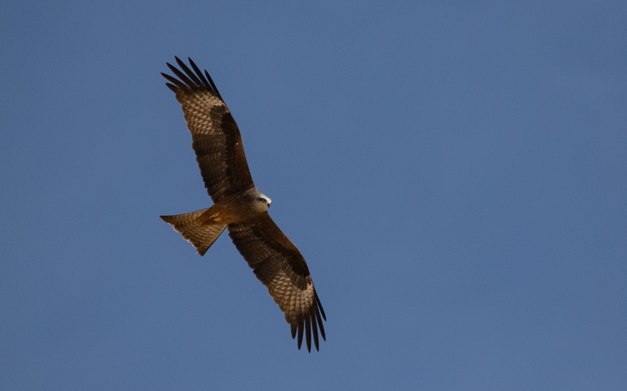 Andalusia birding tour