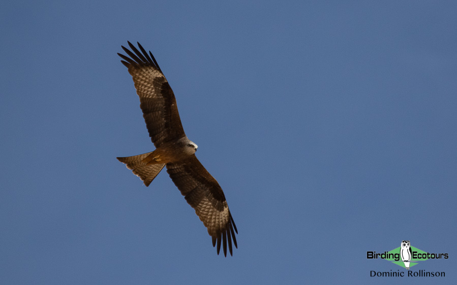 Birds of prey in Southern Spain - WILD ANDALUCIA BIRDING TOURS