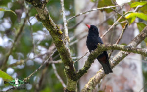 Sarawak birding tours