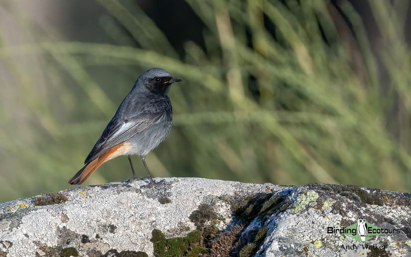 Andalusia birding tour