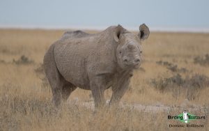 Custom-made Botswana birding tours