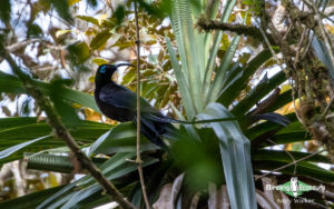 West Papua birding tours