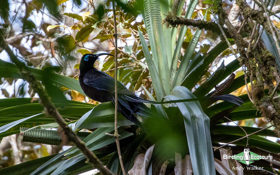 Papua New Guinea birding tours