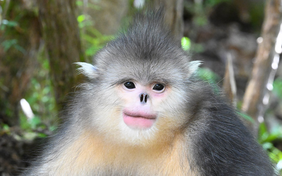 Yunnan birding tours