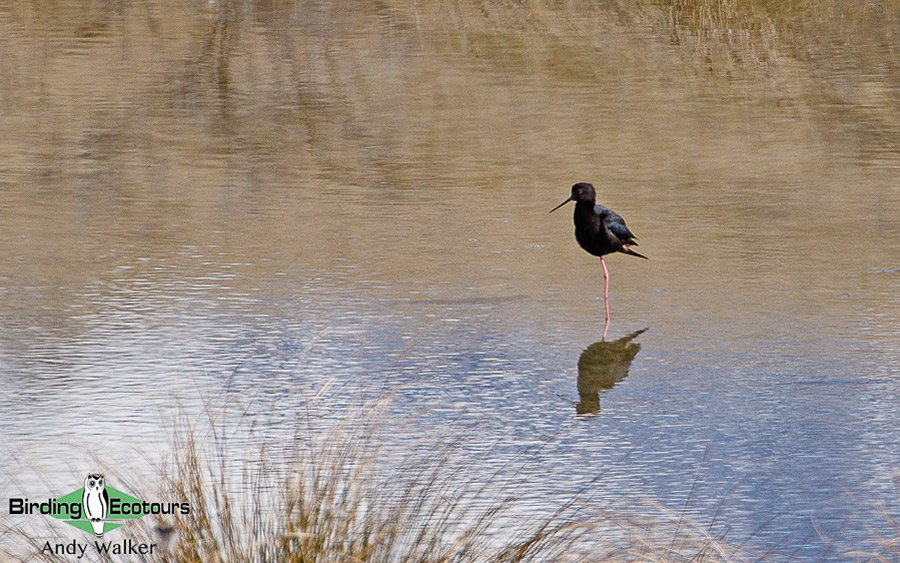 New Zealand Birding Endemic Extravaganza 