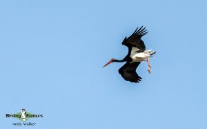 Spain birding tours