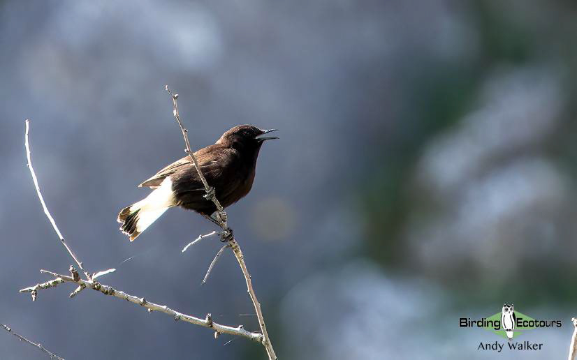 Andalusia birding tour