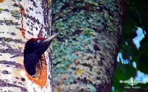 Baltic birding tour