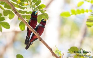Vietnam birding tours