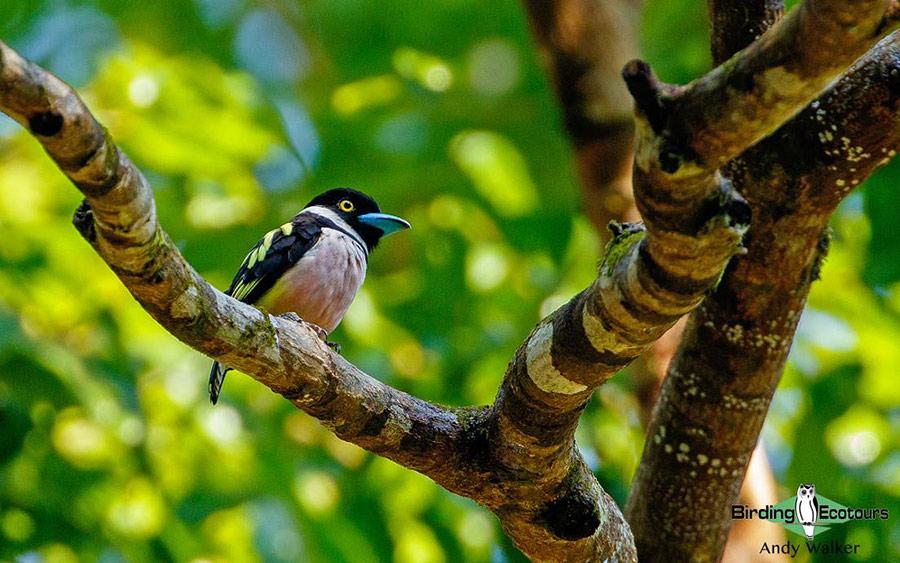 Central Thailand birding tours