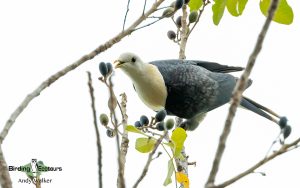 Northern Australia birding tours