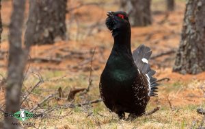 Mongolia birding tours