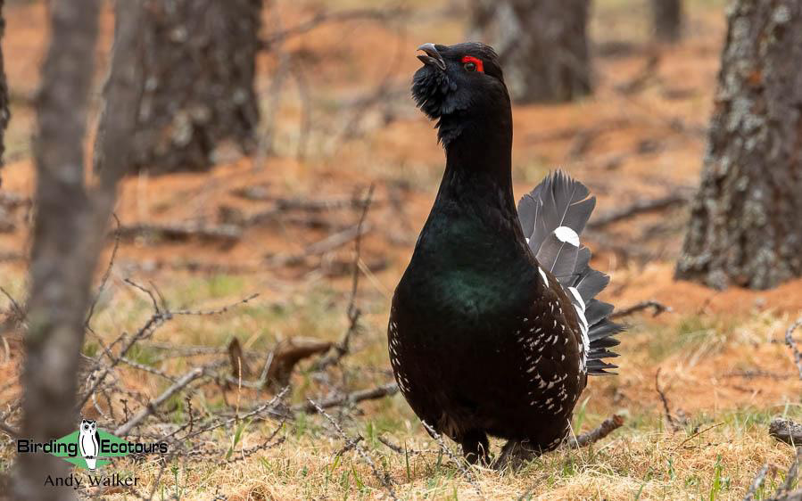 Mongolia birding tours