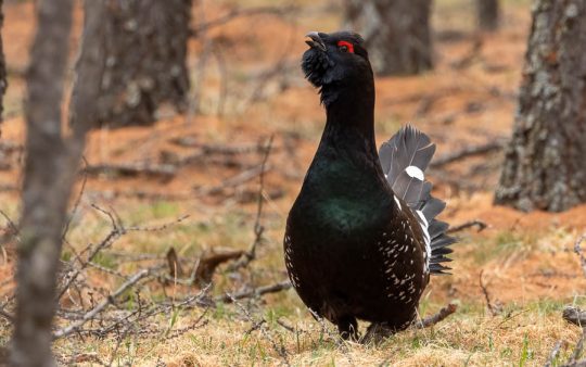 Mongolia birding tours