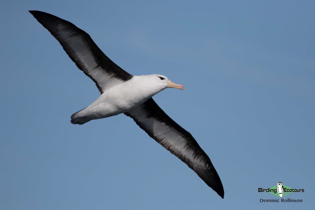 cape pelagic report