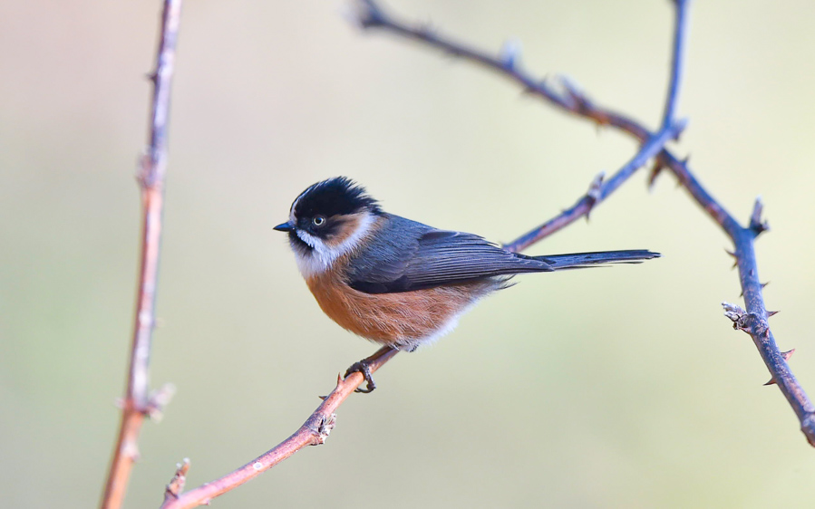 Yunnan birding tours