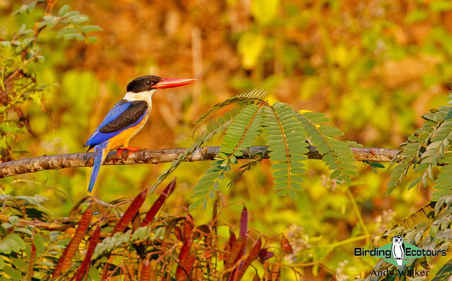 Central Thailand birding tours