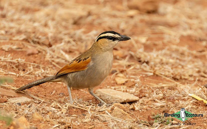 Morocco birding tours