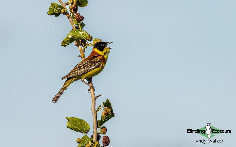 Greece birding tours