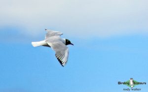 Suffolk birding tours