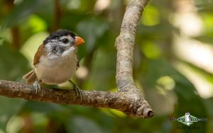 Vietnam birding tours