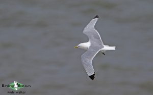 Suffolk birding tours