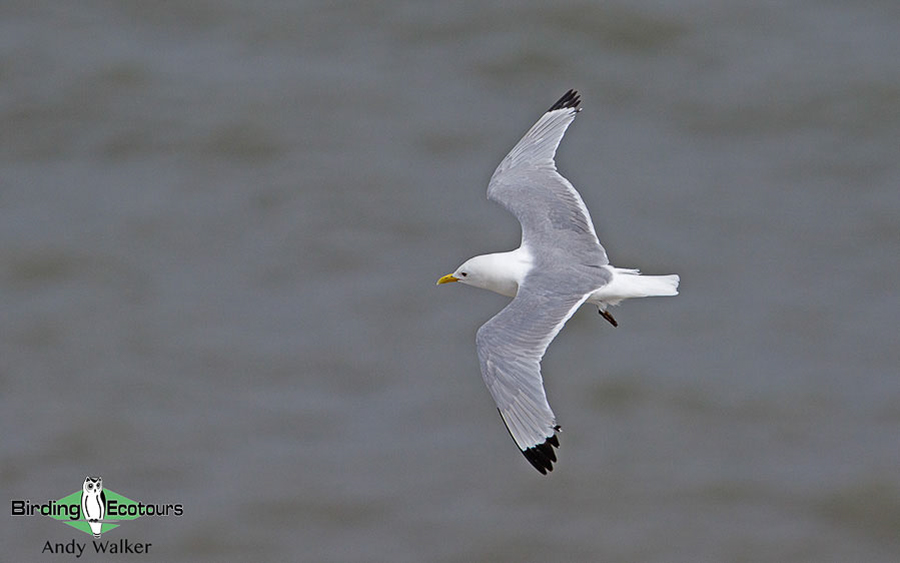 Baltic birding tour