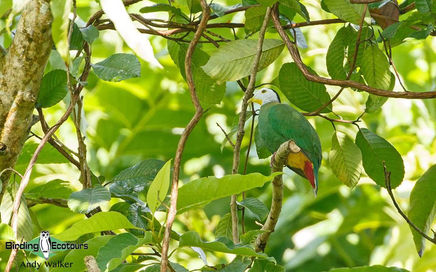 Indonesia birding tour Bali and East Java