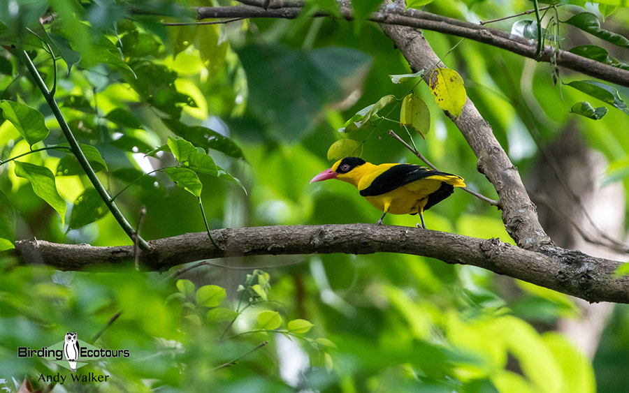The Philippines Endemic Birding 