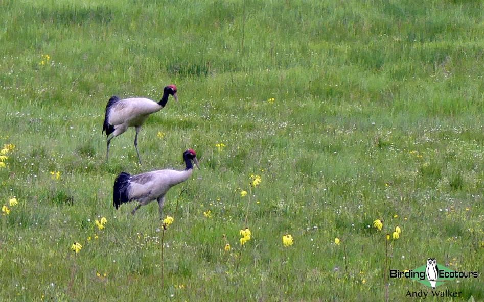 Bhutan birding tours