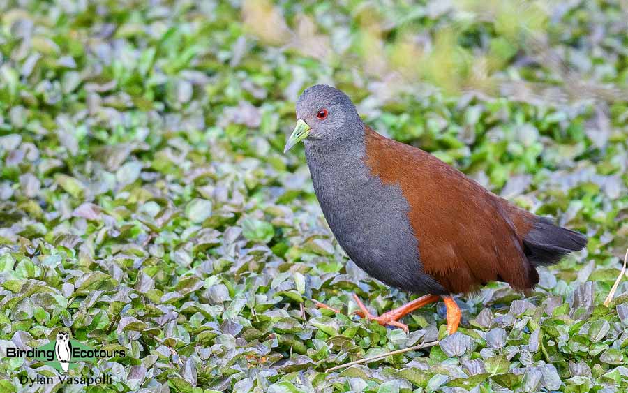 Bhutan birding tours