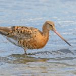 Suffolk birding tours