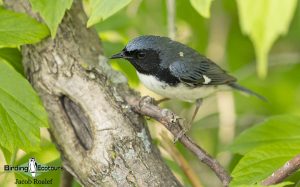 Ohio birding tours