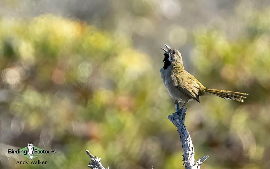 Western Australia birding tours