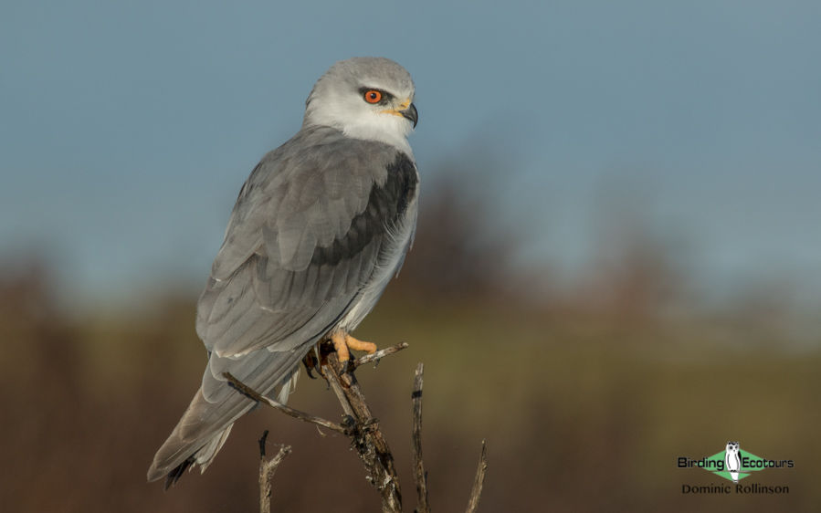 Andalusia birding tour