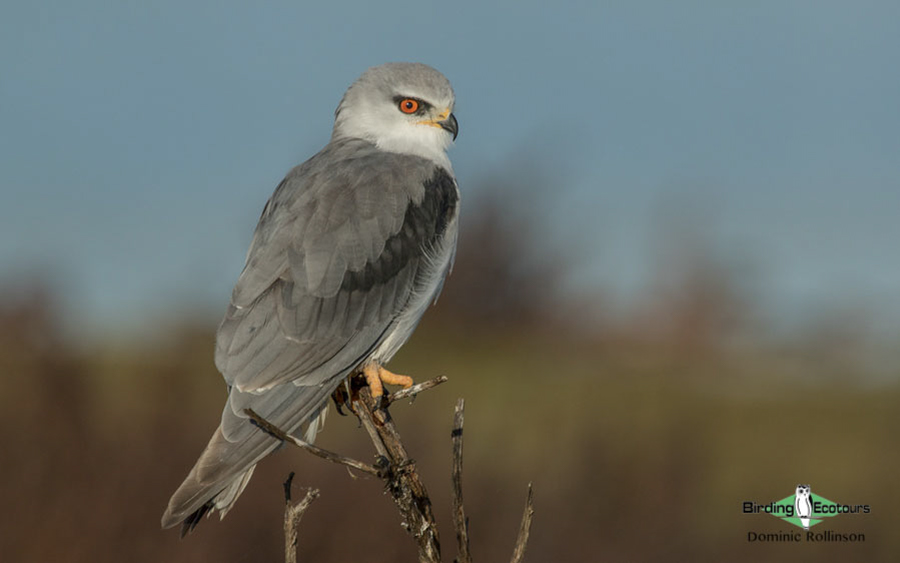 Portugal birding tour