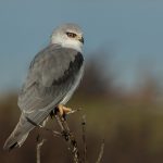 Portugal birding tour