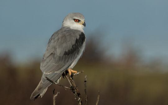 Portugal birding tour