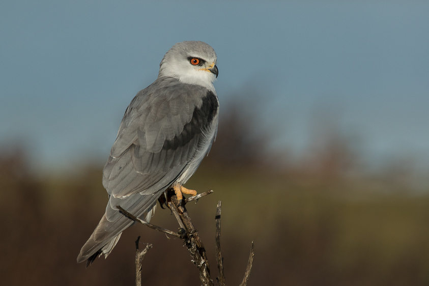 Portugal birding tour