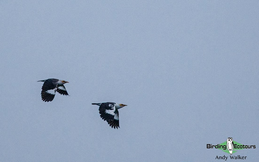 Indonesia birding tour Bali and East Java