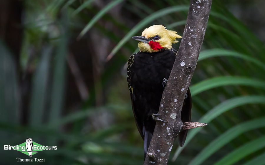 Northeast Argentina birding tours