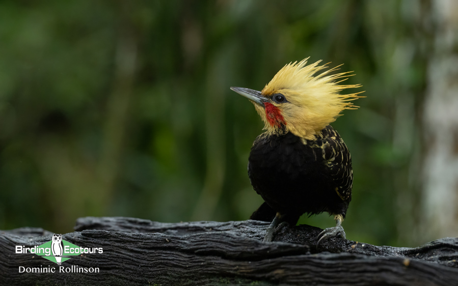 Southeast Brazil bird tour