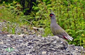 China birding tours