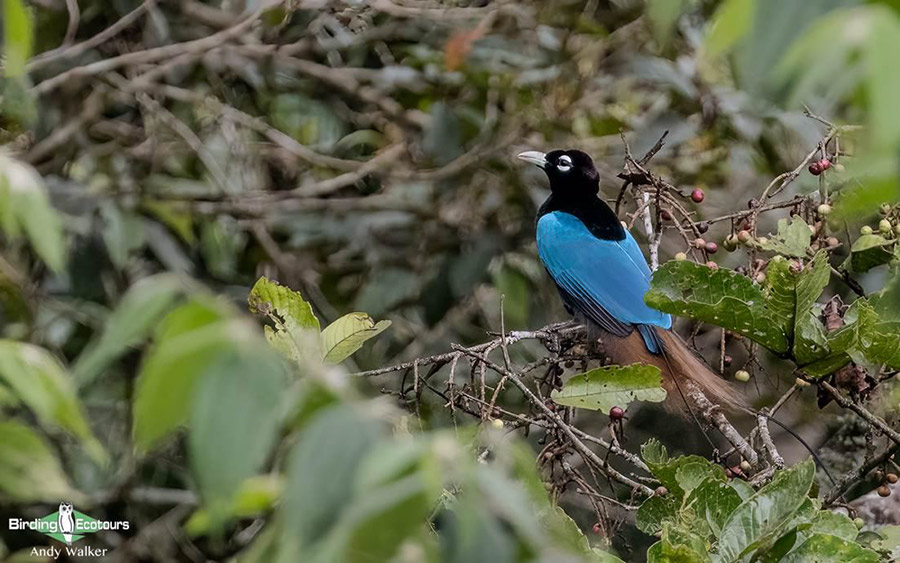 Papua New Guinea birding tours