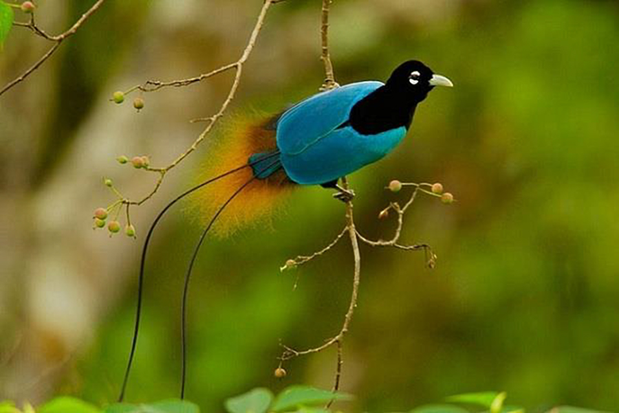 Papua New Guinea birding tours