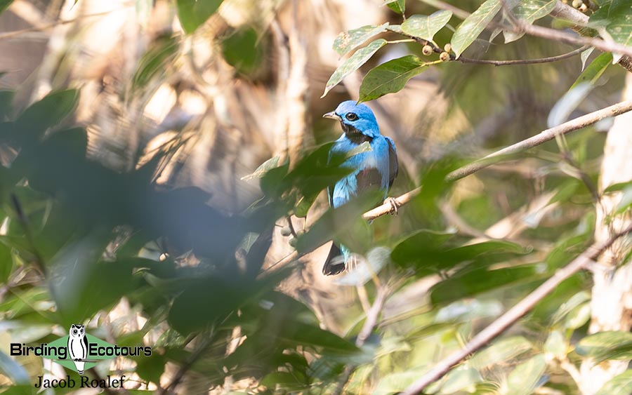 Panama birding tours