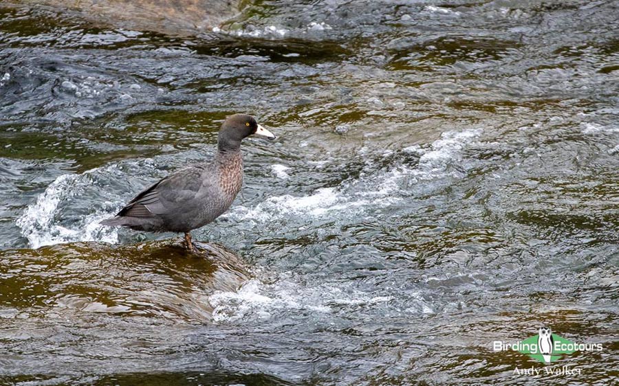 New Zealand Birding Endemic Extravaganza 